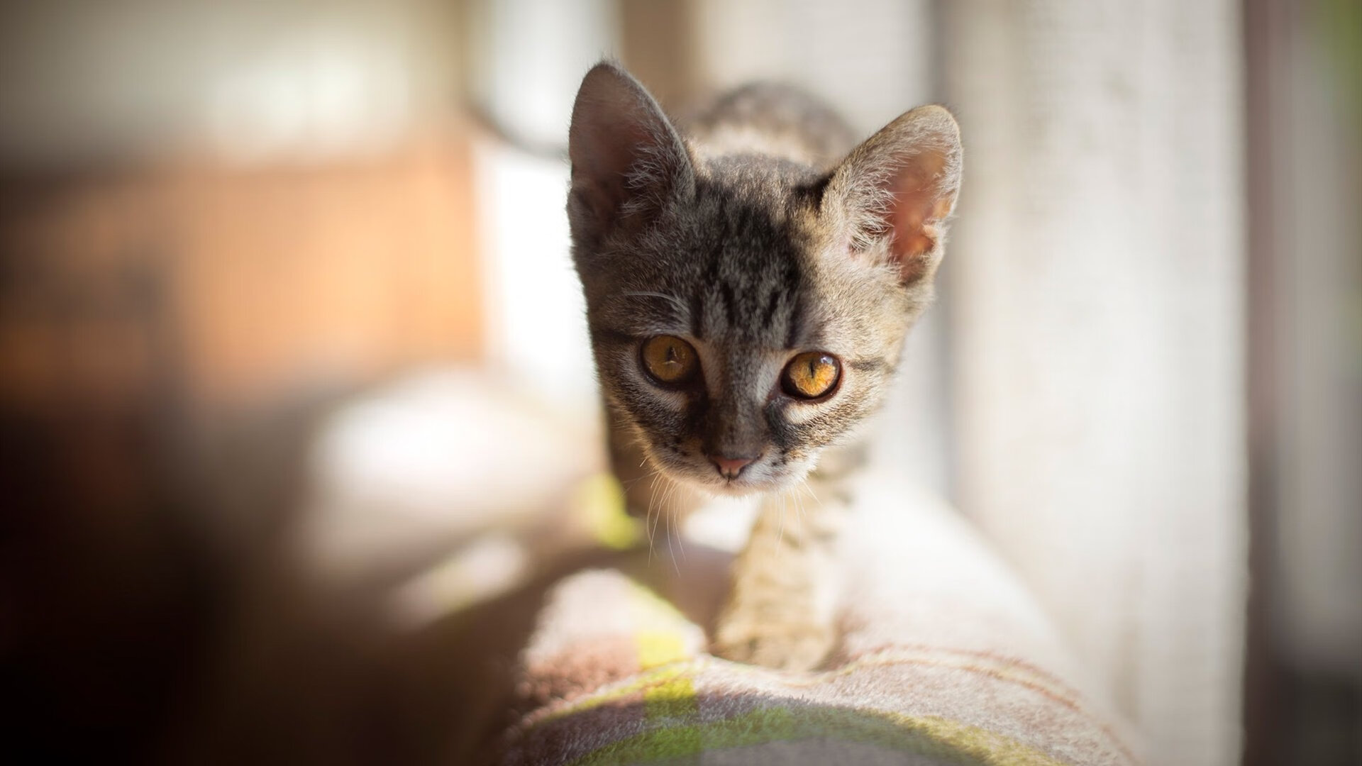 布克狂轰55分撕裂黄蜂防线,公牛主场迎关键胜利