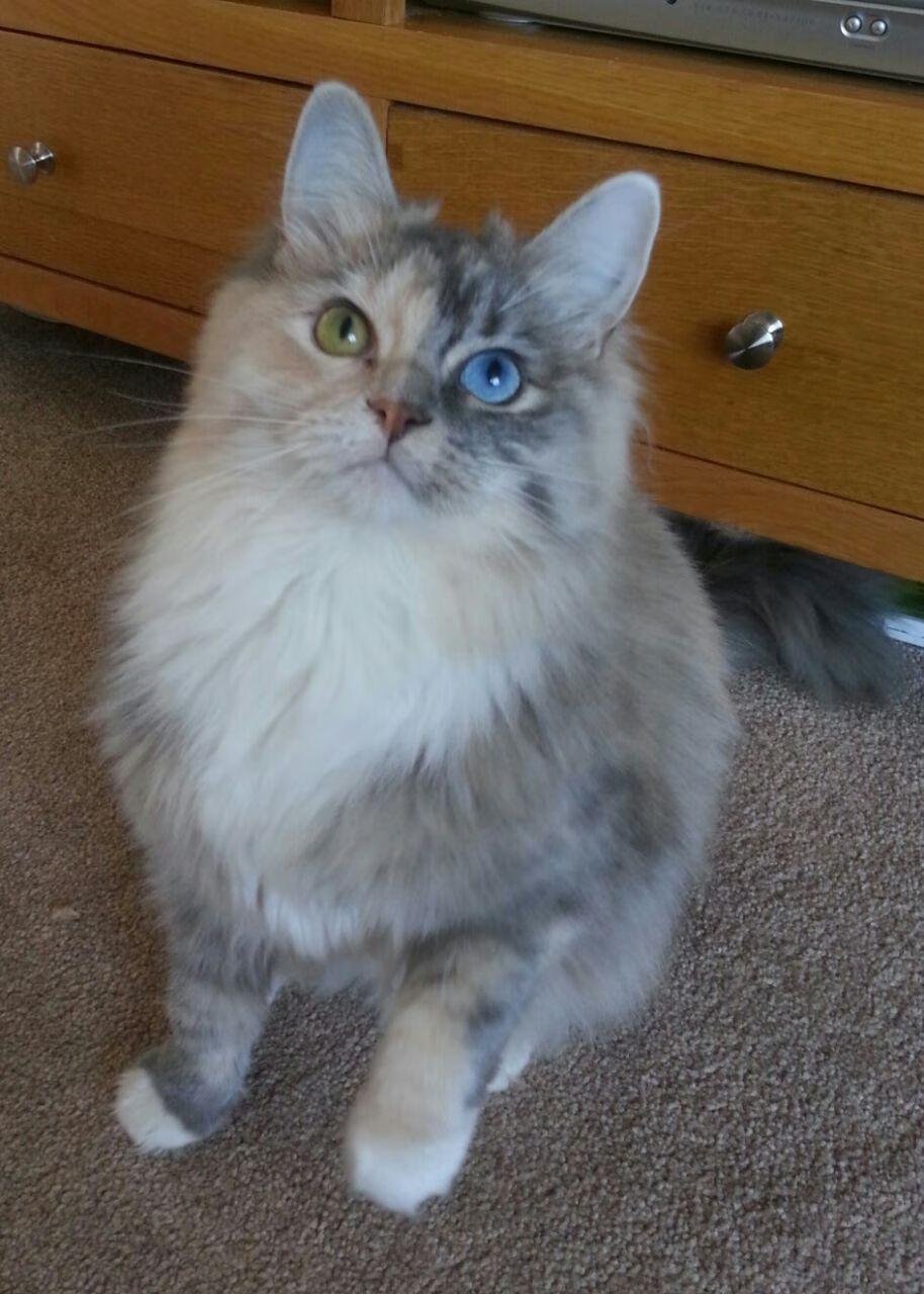 掘金狂胜快船,锡安F1揭幕战称王,体育赛场的接管艺术