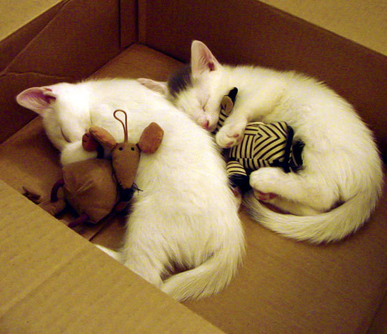 血与沙,克罗地亚与爱尔兰的绿茵鏖战,一场关乎荣耀与生存的年度焦点