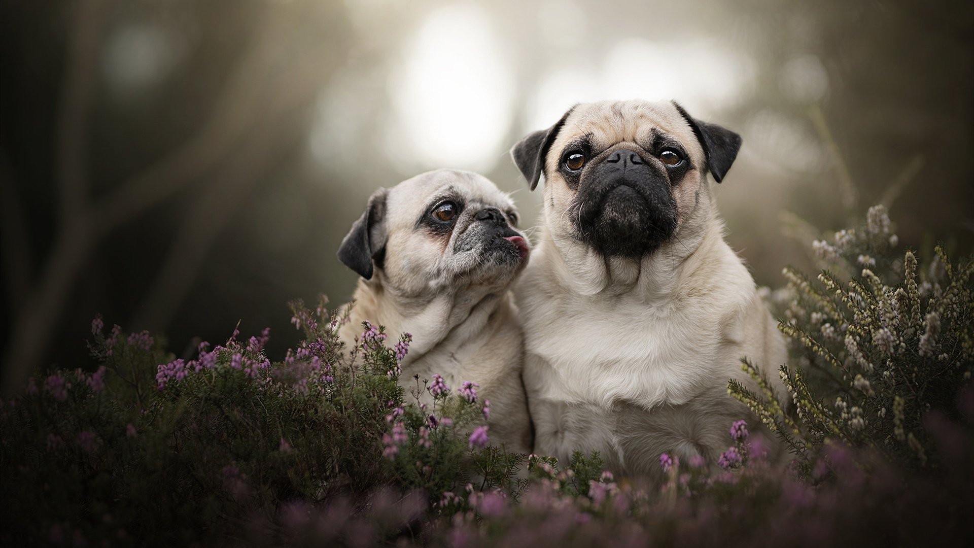 从圣西罗到伊蒂哈德，攻防转换如何主宰现代足球的呼吸节奏