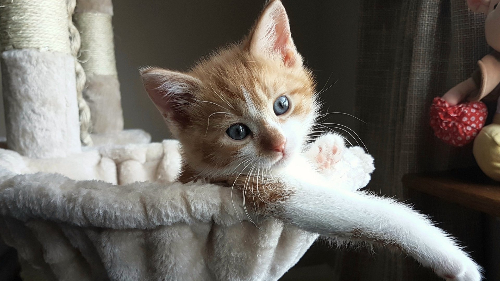 卡塞米罗一脚踢碎美国梦，洪都拉斯在深渊边缘完成自我救赎