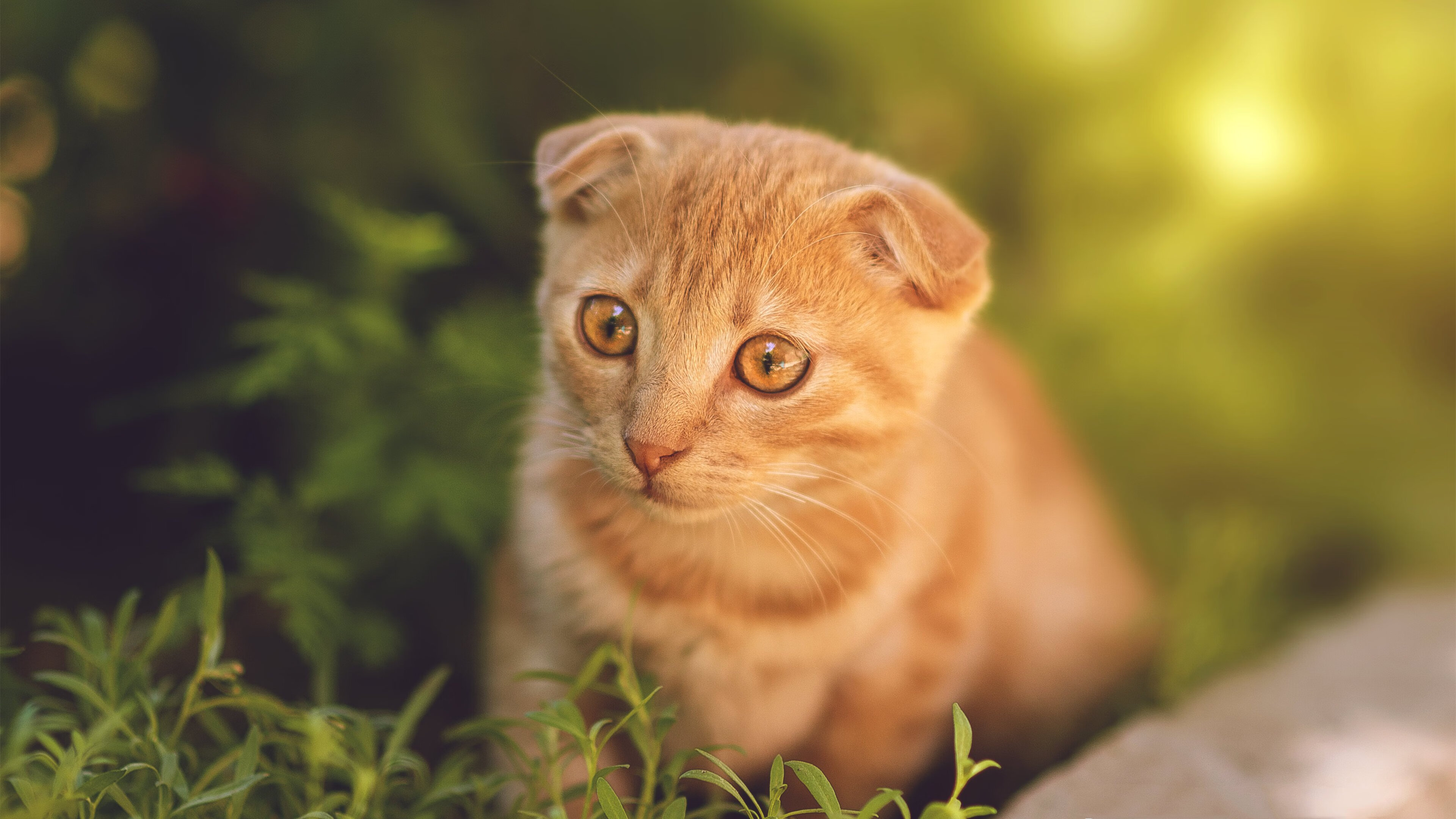 开云体育下载-西决生死战焦点战，阿根廷全面压制雷恩，生死关头展现实力