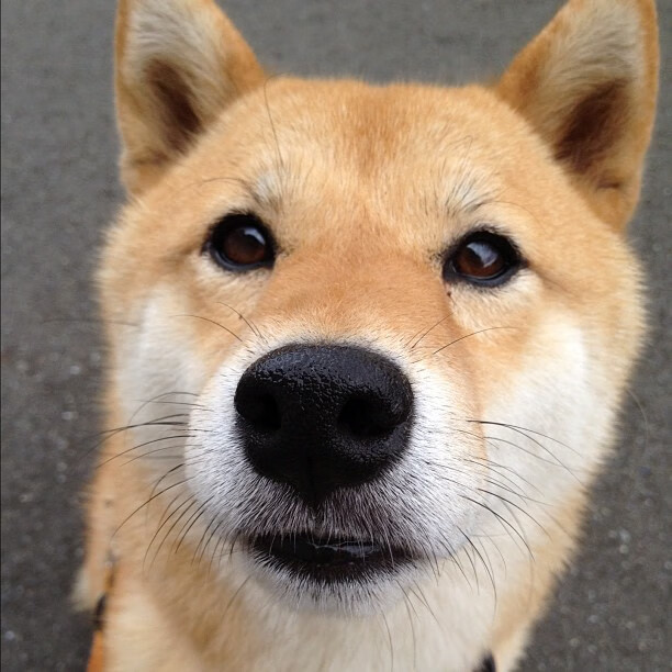 双城记，诺坎普奇迹与诸暨的蜂鸣