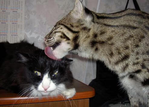 绝杀！接管！贝蒂斯压哨奇迹与帕尔默抢七封神记