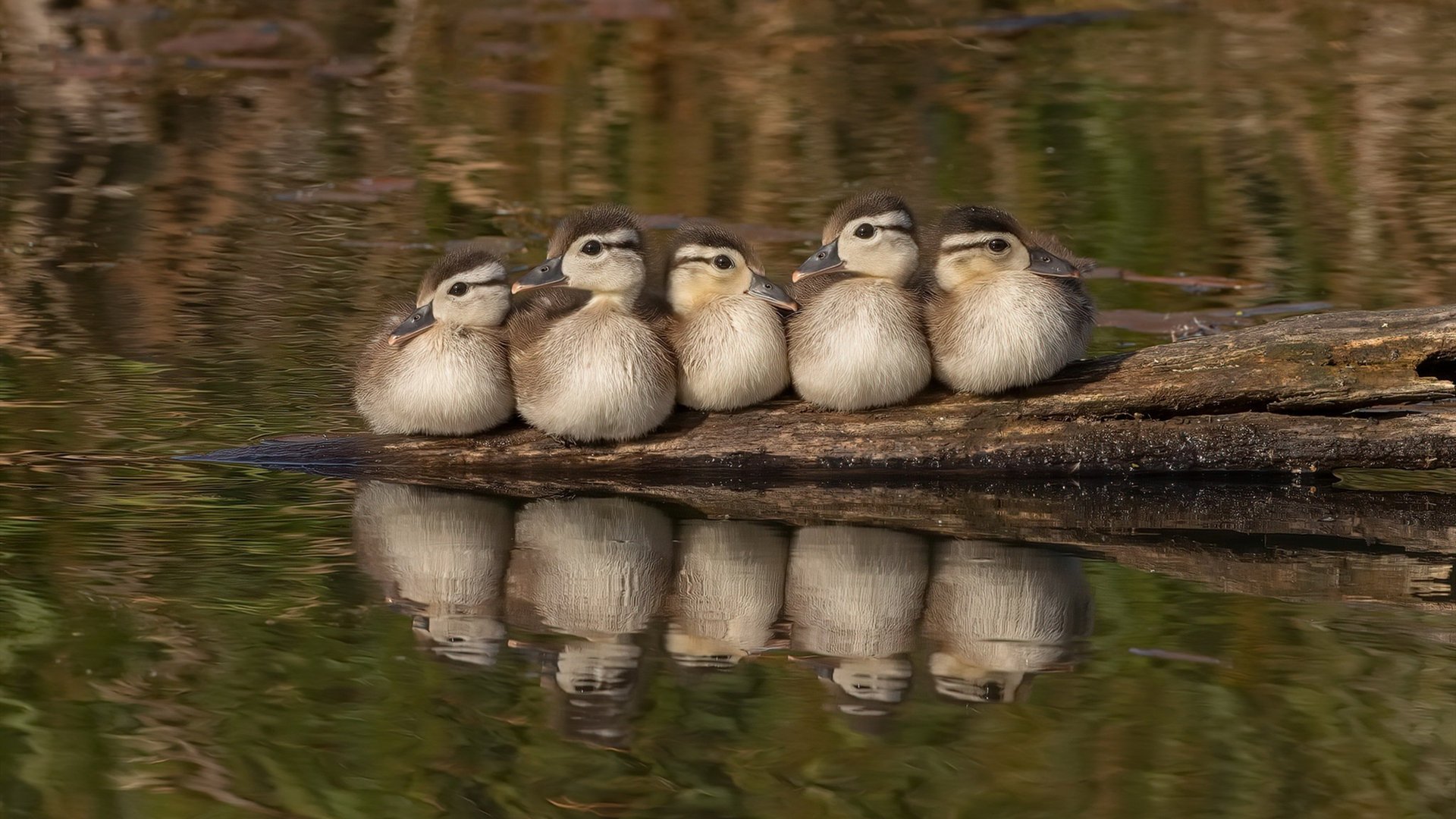 寂静壁垒与惊天封盖,戈贝尔的欧冠决赛救赎之夜