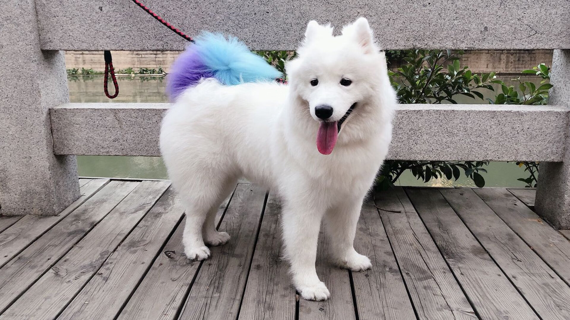 突尼斯之夜，当萨内的脉搏成为全队心跳，决胜局如何撕裂圣西罗的黄昏