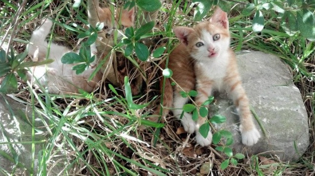 沉默者的号角，东决关键战之夜，德罗赞用实力证明自己