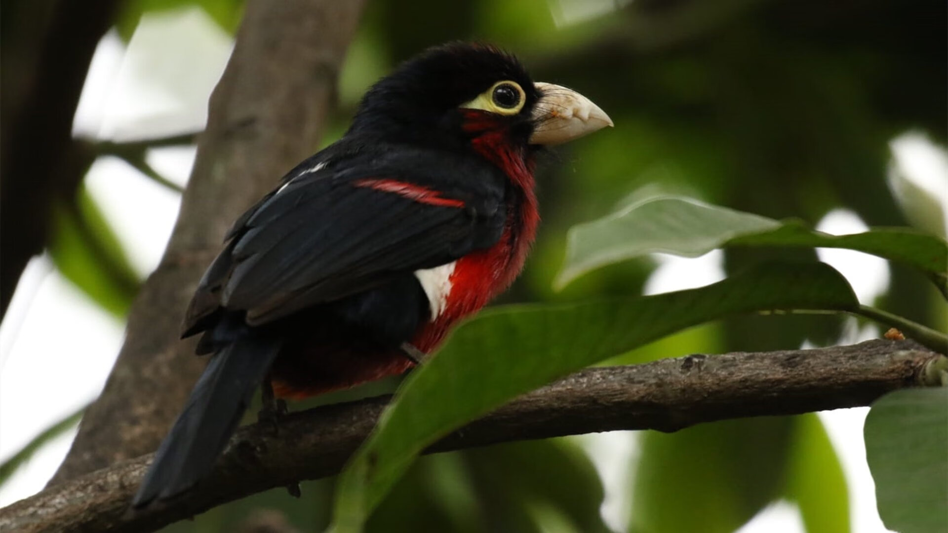 开云官网-决战紫禁之巅，深圳队硬仗破茧，生死战擒黄蜂挺进下一轮