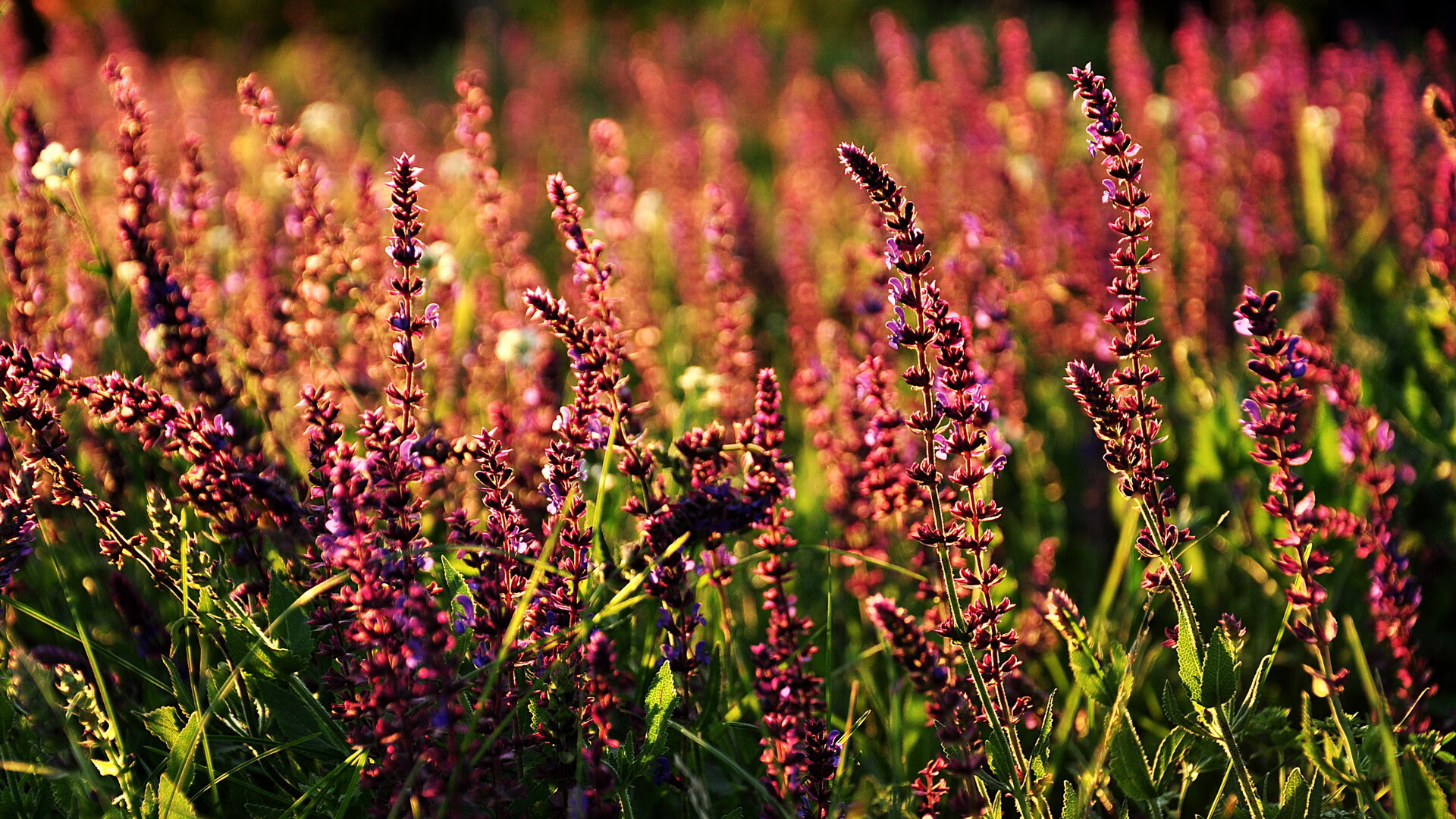 杜兰特连续得分狂潮，勇士击退步行者拉开差距