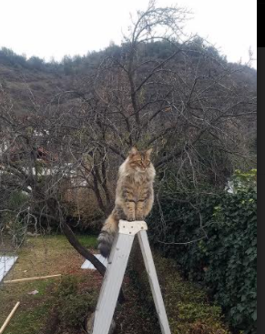 利刃破金城，快船踏平掘金，约基奇成为掌控全局的关键先生