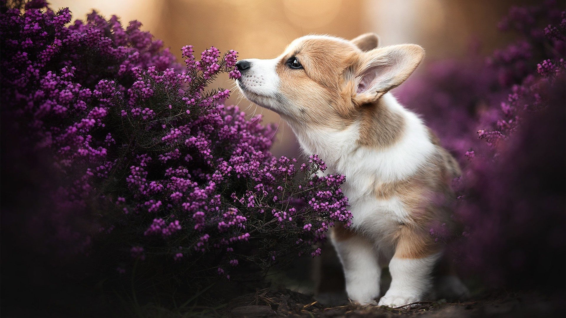 争冠悬念的终局,为何由一位非核心球员来破题?