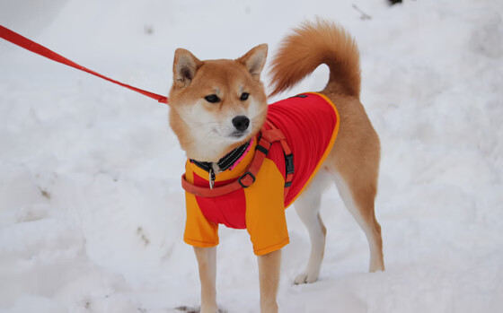 英格拉姆利刃出鞘，却难破掘金坚盾—淘汰赛的悲壮博弈