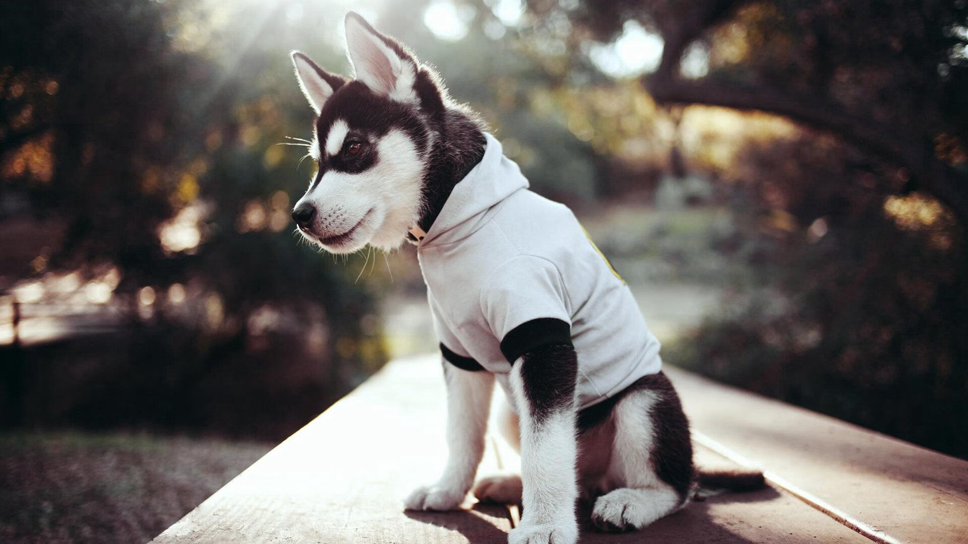 数字不会说谎,除非遇到东契奇