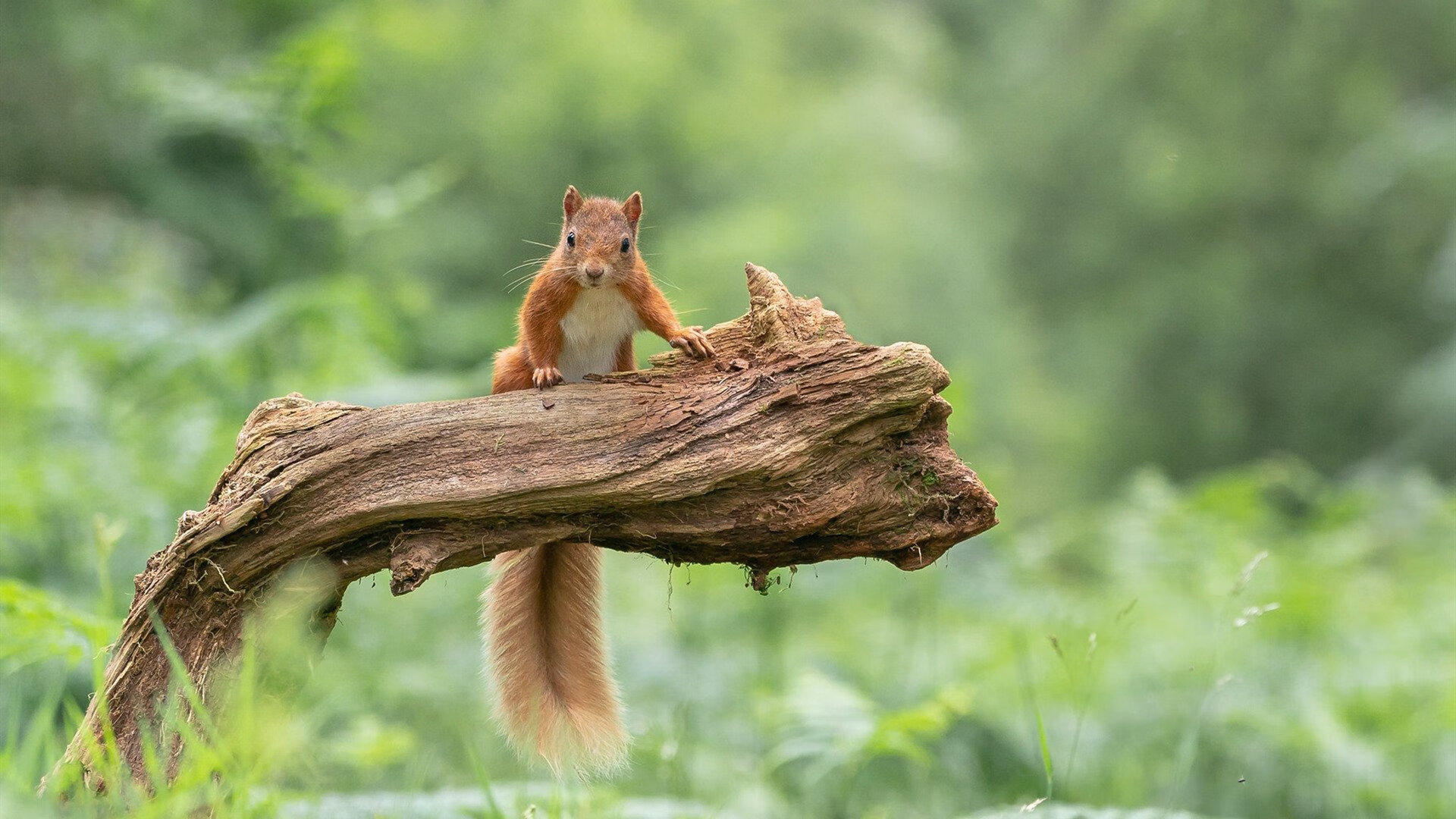 伊拉克制霸澳大利亚，范戴克式防守锁死对手攻势