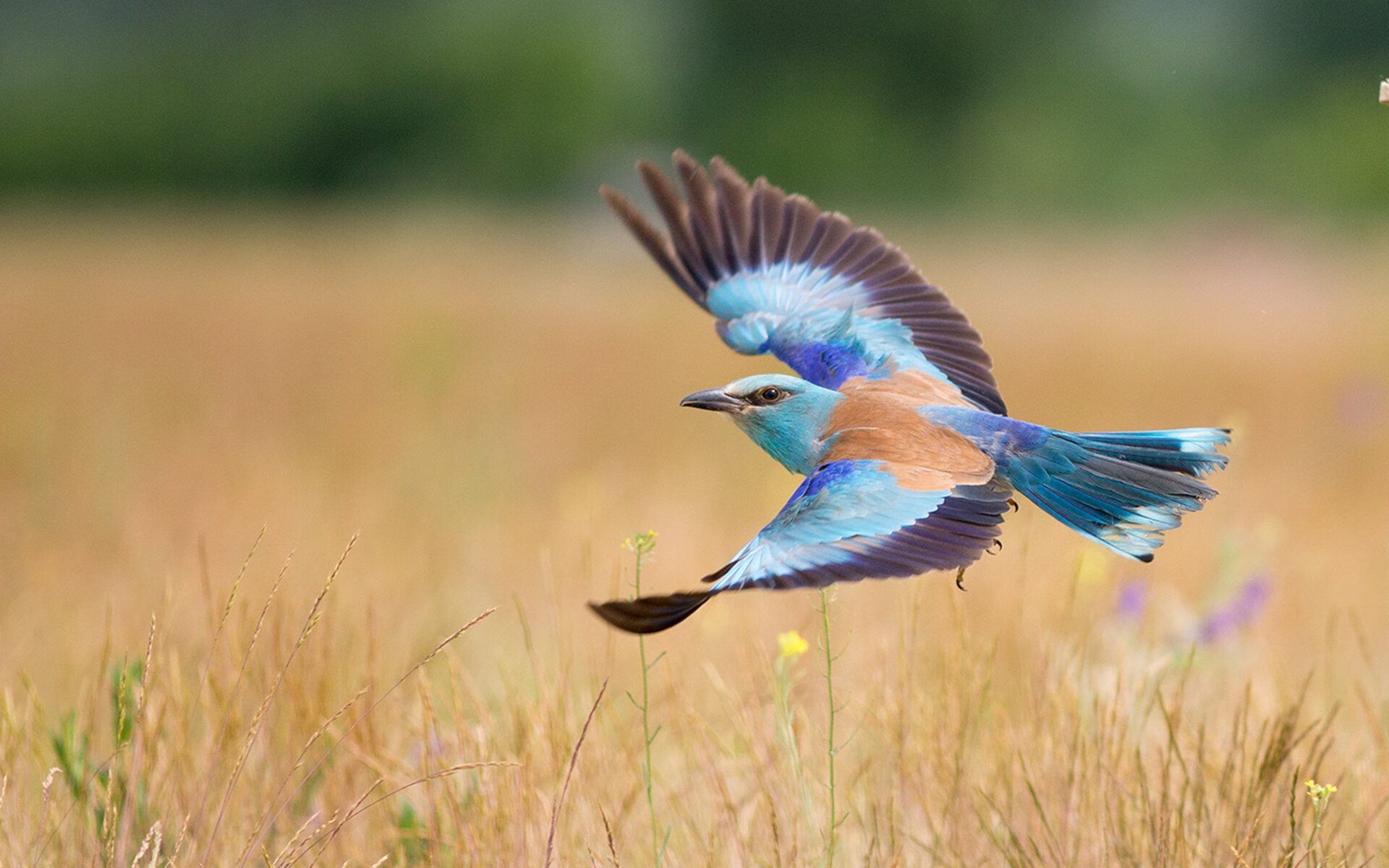 开云体育登录-迪马利亚的天使之翼，沙特火力的集体风暴，当个人英雄主义遭遇团队铁壁