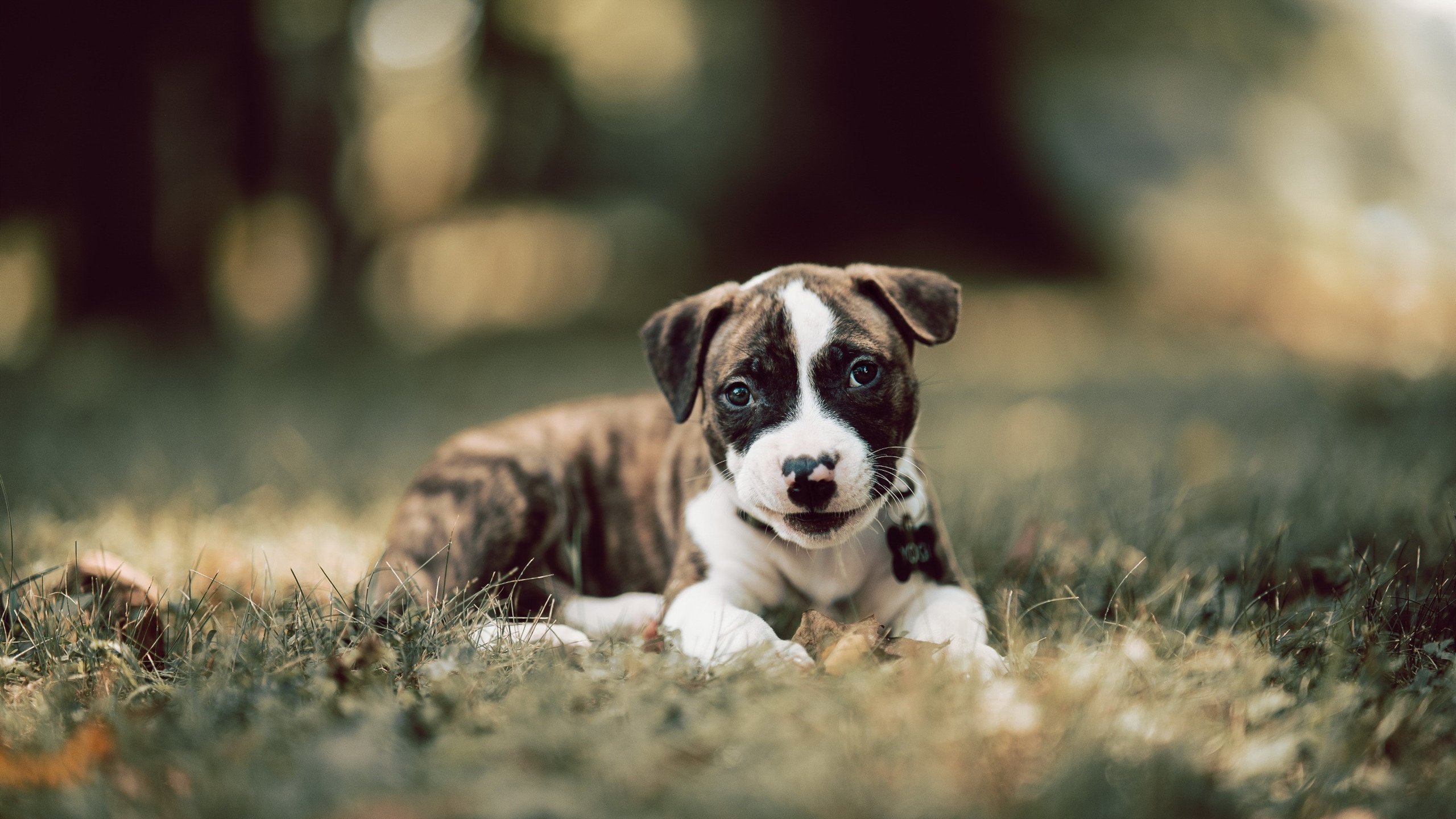 2026世界杯之夜,杰伦格林一球定乾坤